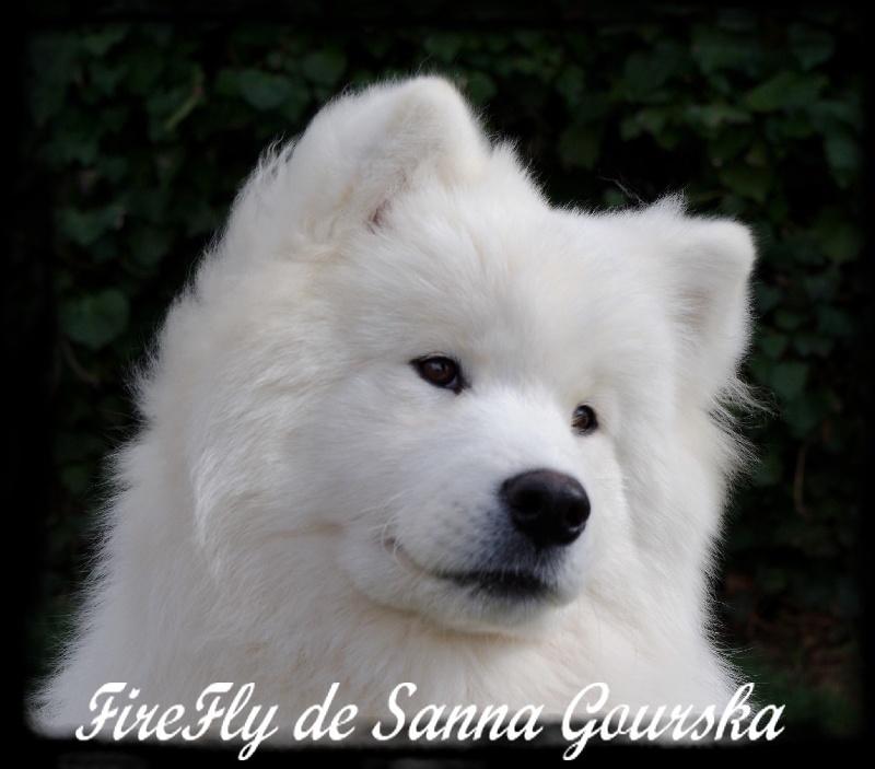 CH. Firefly De sanna gourska